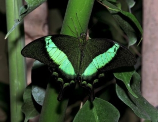 Papillo Palinurus (Farfalla Smeraldo)